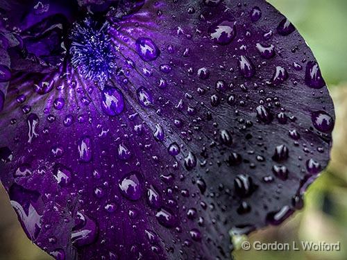 Wet Purple Iris Petal_P1130413.jpg - Photographed at Smiths Falls, Ontario, Canada.